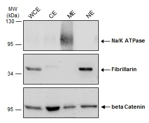 HepG2 cells were lysed and extracted by GTX16373 Plasma Membrane Protein Extraction kit.